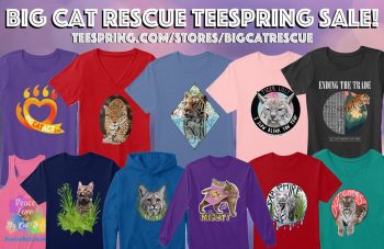 Teespring Exclusive Sale! This sale will run Thursday 10/31 - Saturday 11/2 and give our fans 10% off! This promotion is great for both you and the cats as you get a discount while the cats keep 100% of the profits. Shop our store and use CODE: TR1CKS https://teespring.com/stores/bigcatrescue