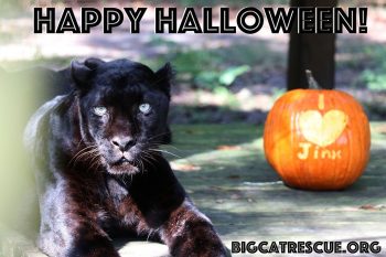 Happy Halloween from Jinx the Black Leopard and all of us at Big Cat Rescue! Have a safe and fun Holiday - the best treat you can give the Big Cats is to make The Call of the Wild TODAY!! BigCatAct.com
