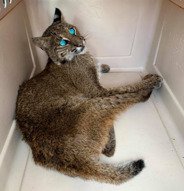 Meet our newest rescue Casper he was found along a busy highway in Land O’ Lakes. He is very thin and unstable on his rear legs. It is not clear if he is injured. We will set him up in the Bobcat Hospital and monitor him over night. Justin will then determine if he will he examined tomorrow or Monday.  Casper Bobcat CASPER 3 b