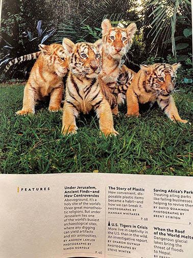 Sharon Guynup's article, The Tigers Next Door, in the 12.2019 issue of National Geographic is so well researched, documented and written that Carole wants everyone to read it. The images by her partner, Steve Winter, show tigers in places where you might never expect them to be. We want you to have a hard copy of the magazine because it makes a compelling case for why we need the Big Cat Public Safety Act to pass. It might just become the best tool you can have to change hearts, minds and laws.  November 18 2019 1bsm