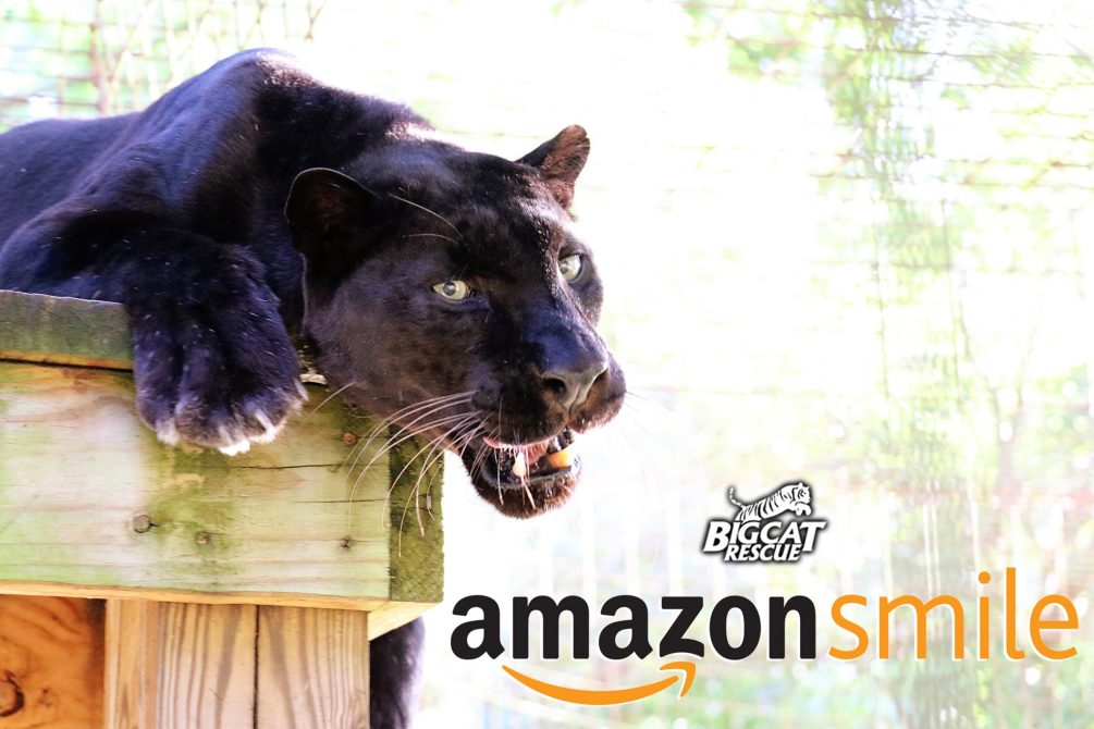 Make the Big Cats SMILE this holiday season! When you shop on Amazon- You can donate to the cats at NO COST TO YOU when you select BCR as your charity on Amazon Smile and shop Smile.Amazon.com instead of Amazon.com. It is exactly the same as regular Amazon EXCEPT when you use the Smile URL Amazon donates .5% of your purchase to BCR. It's added up to over $175,000 for the cats! Unique charity link https://smile.amazon.com/ch/59-3330495