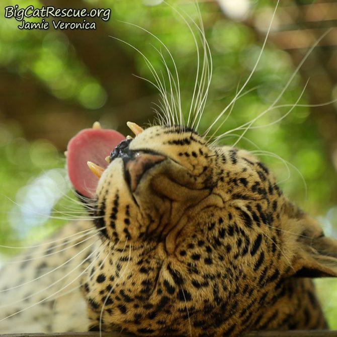 Good morning Bog Cat Rescue Friends!☀️ Miss Sundari Leopard is so happy it is FRI-yay!  November 1 2019 73325261 10156493409881957 717370133839872000 n