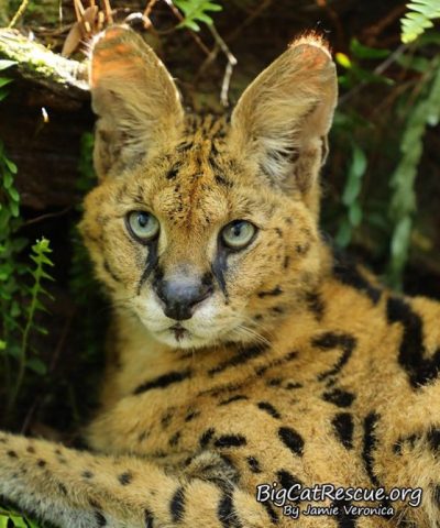 Zimba Serval sure is a handsome boy! This holiday season, would you consider setting up a Facebook Fundraiser for your favorite act at Big Cat Rescue? It is very easy to do and can make a really big impact on what we are able to do for the cats here. https://www.facebook.com/fund/bigcatrescue/