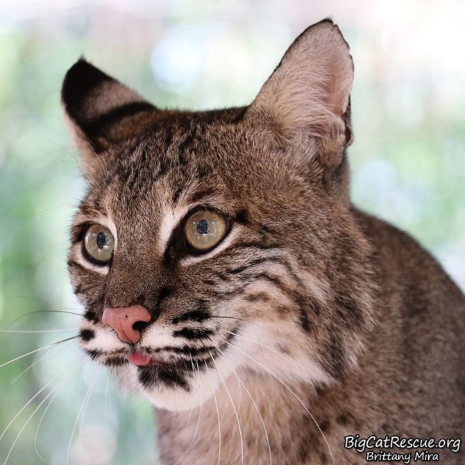 Sioux Bobcat is keeping her eyes on her neighbor to see what they are up to!!