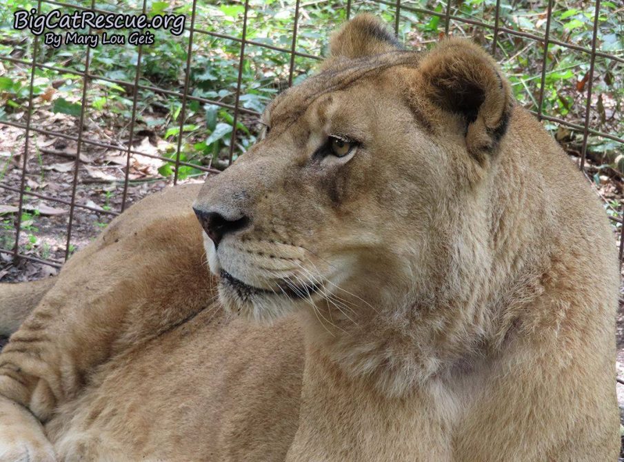 Good morning Big Cat Rescue Friends! ☀️ Queen Nikita Lion is surveying her kingdom on this beautiful Sunday!  November 3 2019 74588514 10156499151186957 3837039287354785792 o
