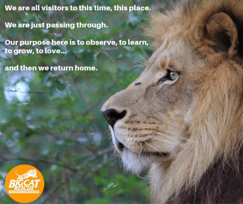 Memes and Quote of the Day - We are all visitors to this time, this place. We are just passing though. Our purpose here is to observe, to learn, to grow , to love .... and then we return home.