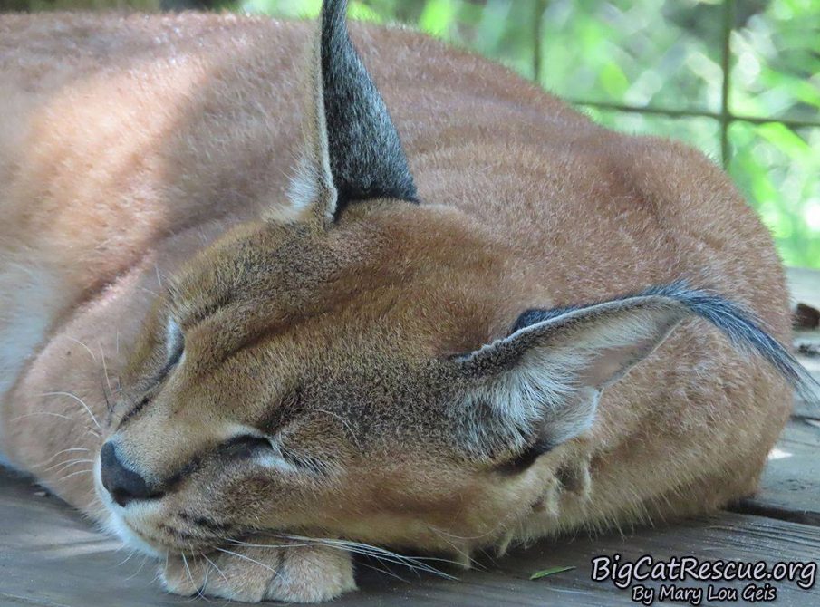 Good night Big Cat Rescue Friends! ? Miss Chaos Caracal is already off to dreamland!