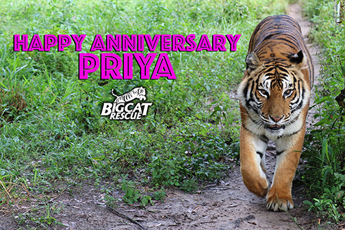 Priya Tiger
