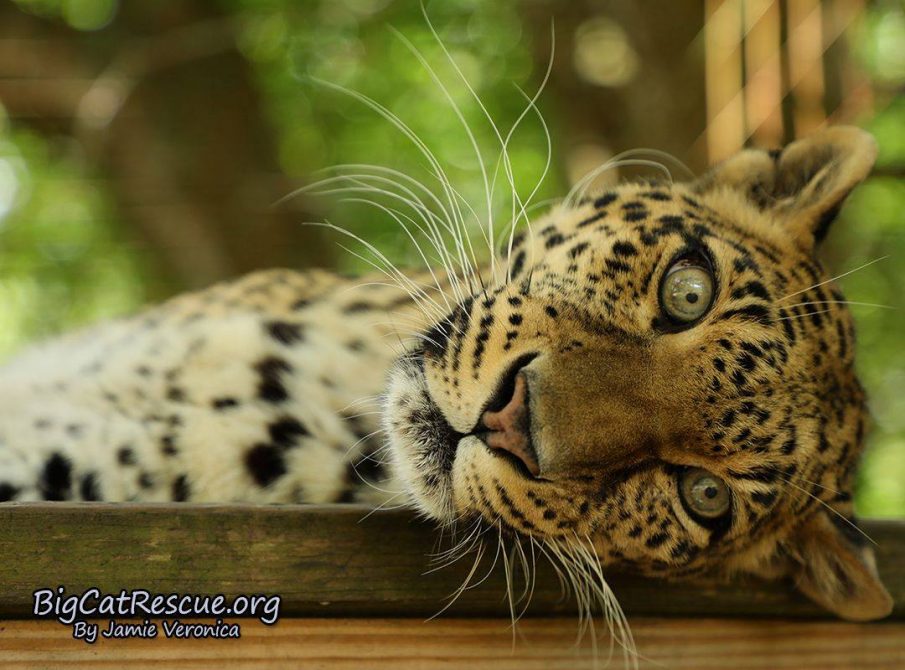Sundari Leopard is trying to decide if she wants a nap or not.