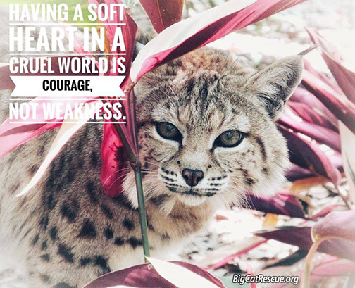 Memes and Quote of the Day - “Having a soft heart in a cruel world is courage, not weakness”