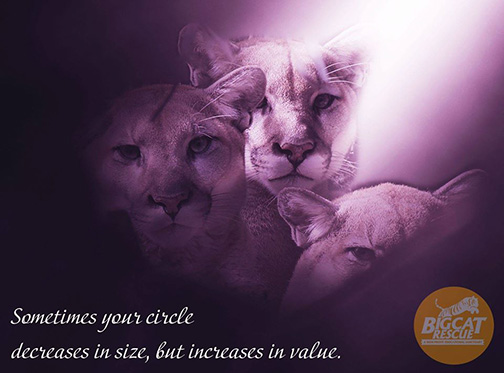 Memes and Quote of the Day - “Sometimes your circle decreases in size, but increases in value”