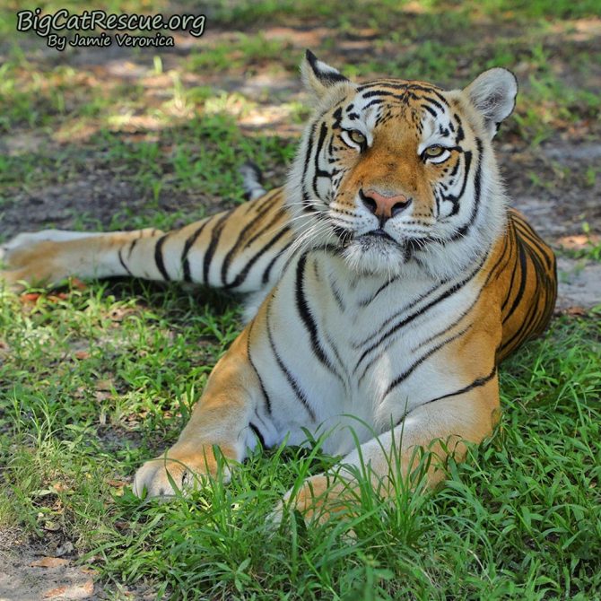 Good morning Big Cat Rescue Friends!☀️ Miss Dutchess Tiger welcomes you to CATurday! Have a great day everyone!  November 2 2019 76695202 10156496235851957 5353850654869684224 n