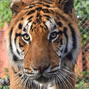 Guatemala Circus Tigers  Guatemala Kimba Tiger 5309299212511346688 n
