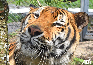 Guatemala Circus Tigers  Guatemala Simba Tiger 4159751297341325312 n