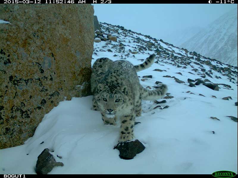 THE ALTAI PROJECT - SAVING SNOW LEOPARDS  Insitu2019 ALTAI PROJECT 2