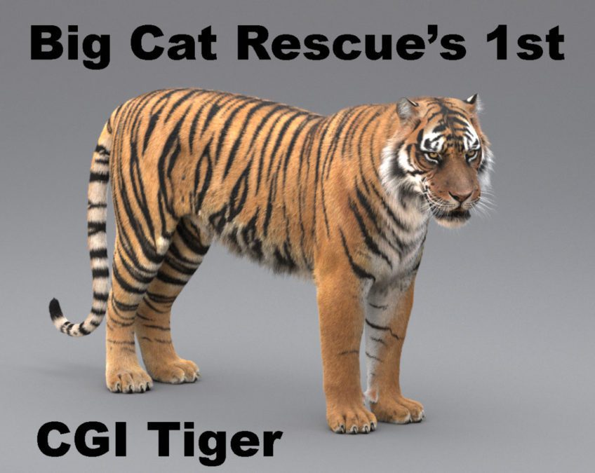 Big Cat Rescue's 1st CGI Tiger