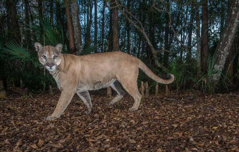 FLORIDA WILDLIFE CORRIDOR Panther  2019 Annual Report FLORIDA CORRIDOR 1