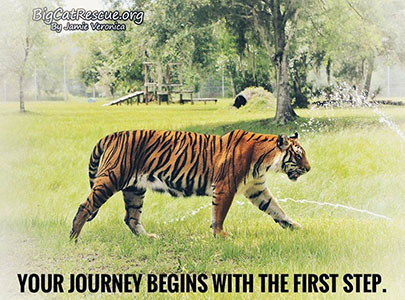 Inspirational Memes and Quote of the Day - Your journey begins with the first step.
