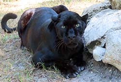 Jinx the black leopard