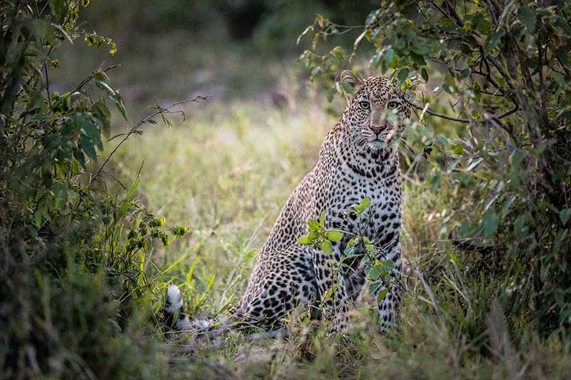 Singita Grumeti Fund Tanzania leopard