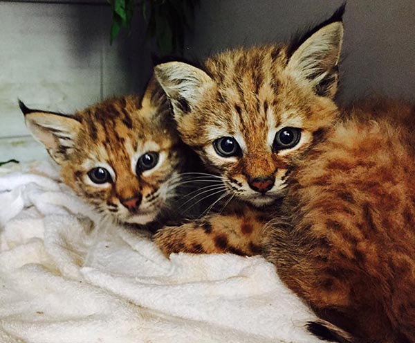 Rehab Bobcat Kittens