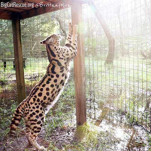 Hutch African Serval showing use what a big boy he is.