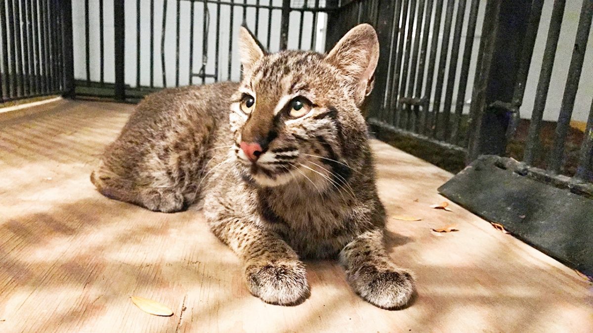 Meet Wyeth The Rehab Bobcat Big Cat Rescue