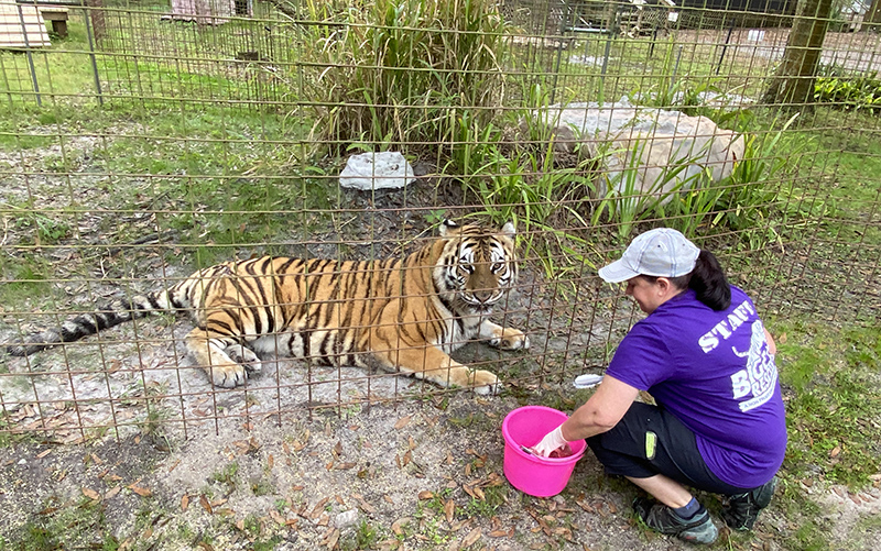 Aria Tiger gets snacks and meds from Operations Manager