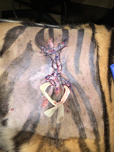 drains in Aria Tiger's wounds