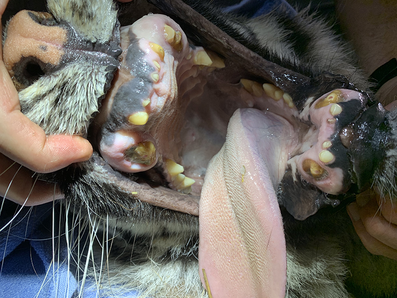 Aria Tiger broken teeth