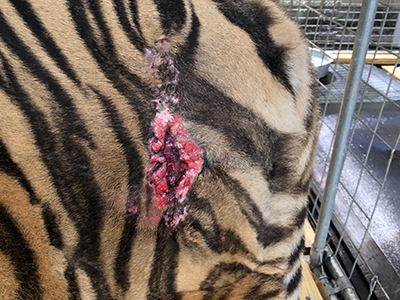 Aria Tiger wounds can't heal