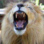 Joseph Lion Roars