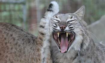 Bobcats love to spray each other, you and everything around them.  All exotic cats do.  Litterbox bobcatssomethingstinks