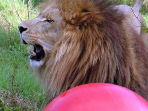 Lion at Big Cat Rescue  Florida Wildlife Conservation Commission Rule Changes LionCameronAtBigCatRescue