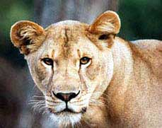 Lioness Sarabi
