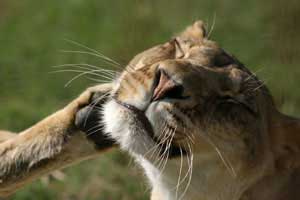 Big Cat Scratching  Fleas lionlorrainethomas