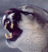 cougars make bad pets