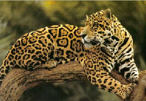 Jaguar  Captive Wild Animal Safety Act jaguar