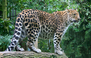Amur Leopard Wild