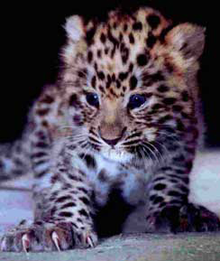 Amur Leopard Cub  Saving Leopards amurleopardcub