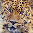 Save Amur Leopard