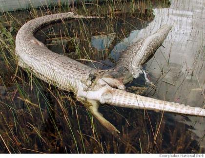 Python eating alligator in FL