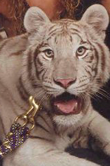 Sierra the white tiger lives with Ekaterina and still needs a home too!