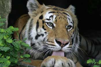 Saber the Tiger by Beth Stewart
