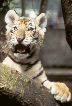 tiger cub  Finances tigerAUROARACUBSILLY