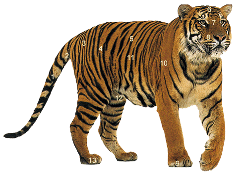 Bengal Tiger vs Siberian Tiger Comparison - The Tiniest Tiger