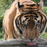 Tiger  Dehydration tigermoving1064