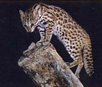 Leopard cat facts, photos, videos, sounds and news