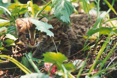 Leopard Cat Kitten