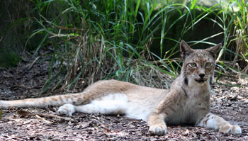 Siberian Lynx at Big Cat Rescue